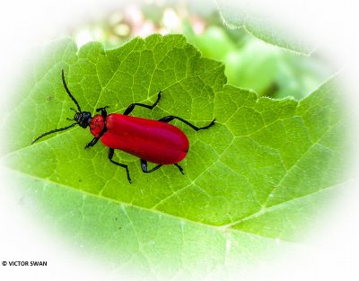 Zwartkopvuurkever - Pyrochroa coccinea.JPG