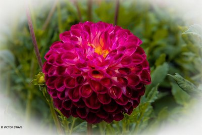 Dahlia-Jowey Joshua.JPG
