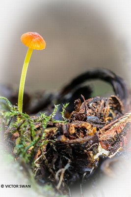 Oranje dwergmycena - Mycena acicula.JPG