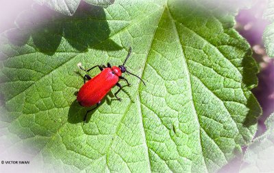 Zwartkopvuurkever - Pyrochroa coccinea.JPG