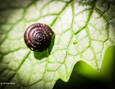 Haarslak - Trochulus hispidus.JPG