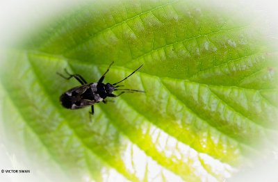 Gewone rookwants - Rhyparochromus vulgaris.JPG