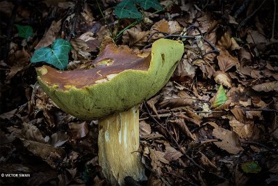 Gewoon eekhoorntjesbrood - Boletus edulis.JPG