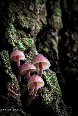 Grote bloedsteelmycena - Mycena haematopus.JPG