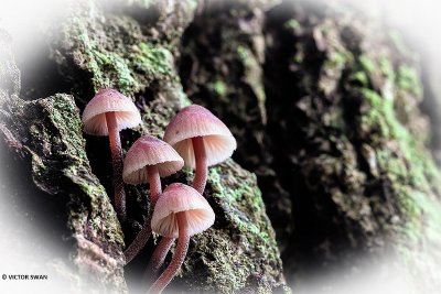 Grote bloedsteelmycena - Mycena haematopus .JPG