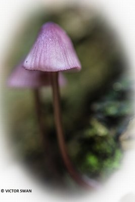 Grote bloedsteelmycena - Mycena haematopus.JPG