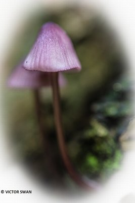 Grote bloedsteelmycena - Mycena haematopus.JPG