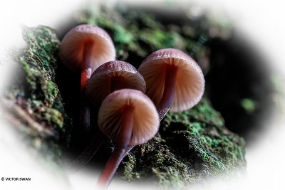 Grote bloedsteelmycena - Mycena haematopus.JPG