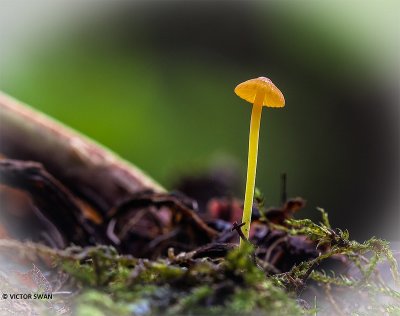 Oranje dwergmycena - Mycena acicula.JPG