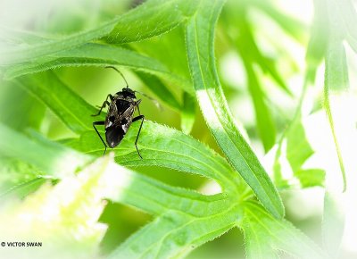 Gewone rookwants - Rhyparochromus vulgaris.JPG