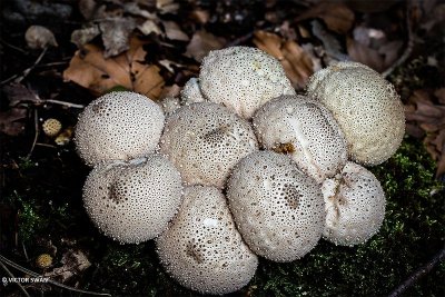 Parelstuifzwam - Lycoperdon perlatum.JPG