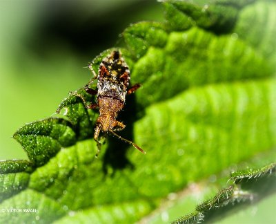 Geblokte glasvleugelwants - Rhopalus subrufus.JPG