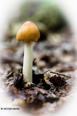 Roodbruine slanke amaniet - Amanita fulva.JPG