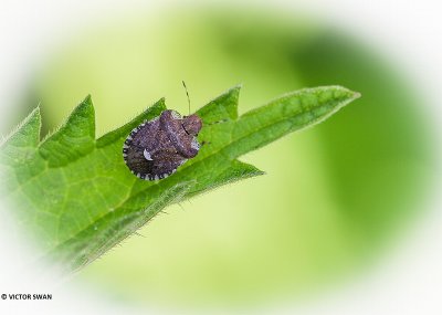 Kleefkruidschildwants - Dyroderes umbraculatus.JPG