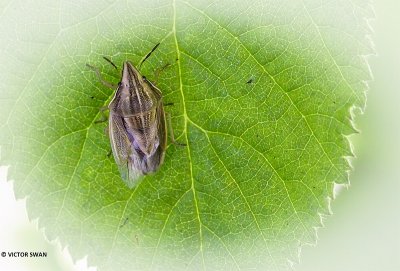 Mijterschildwants - Aelia acuminata.JPG