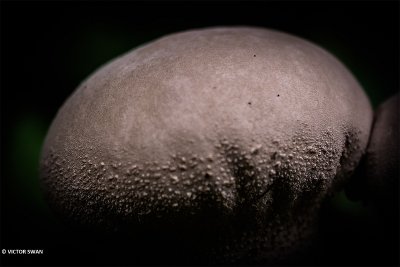 Plooivoetstuifzwam - Lycoperdon excipuliforme.JPG