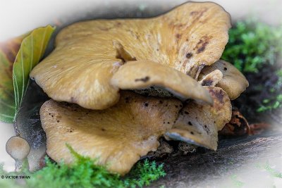 Waaierbuisjeszwam - Polyporus varius.JPG