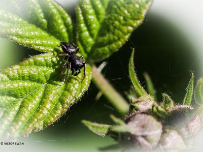 Gewone blinker - Heliophanus flavipes.JPG