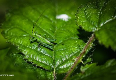 Grote groene sabelsprinkhaan - Tettigonia viridissima.JPG