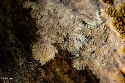 Dakloze huiszwam - Serpula himantioides.JPG