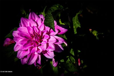 Dahlia-American Sky.JPG