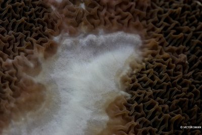 Dakloze huiszwam - Serpula himantioides.JPG
