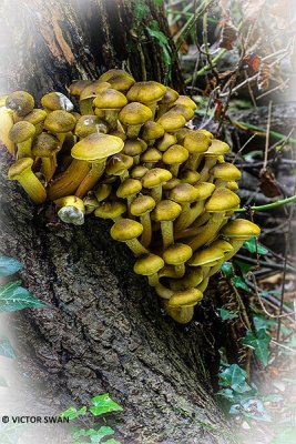 Echte honingzwam - Armillaria mellea.JPG