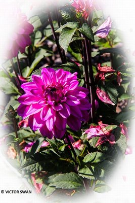 Dahlia-American Sky.JPG