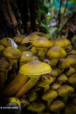 Echte honingzwam - Armillaria mellea.JPG