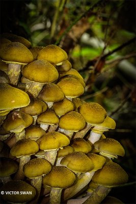 Echte honingzwam - Armillaria melleaJPG