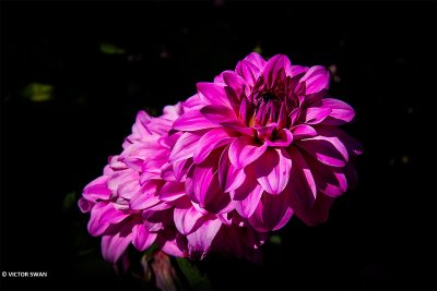 Dahlia-American Sky.JPG