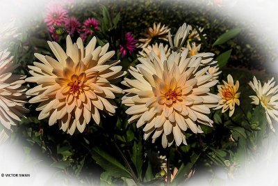 Dahlia-Vossens Préferé.JPG