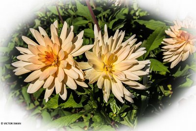 Dahlia-Vossens Préferé.JPG