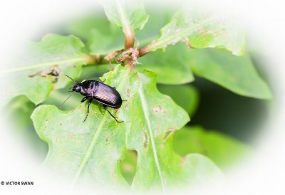 Kleine Poppenrover - Calosoma inquisitor.JPG