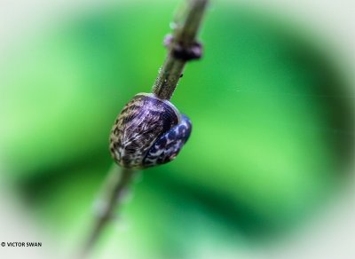Gekielde loofslak - Hygromia cinctella.JPG