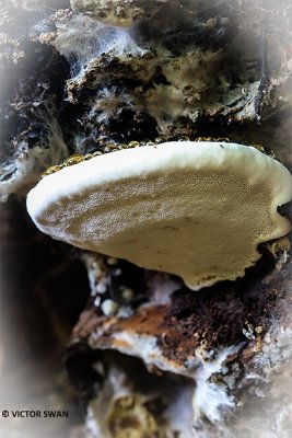 Dikrandtonderzwam - Ganoderma adspersum.JPG