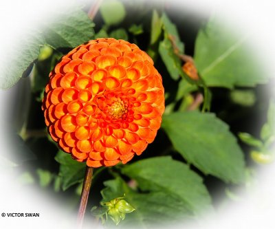 Dahlia-Good Vibration.JPG