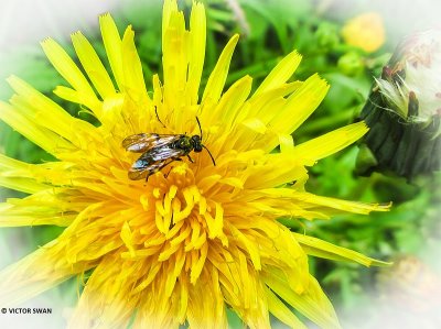 Roodzwarte dubbeltand - Nomada fabriciana.JPG