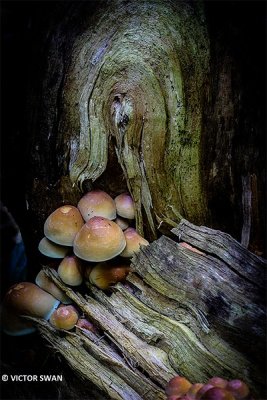 Gewone zwavelkop - Hypholoma fasciculare.JPG