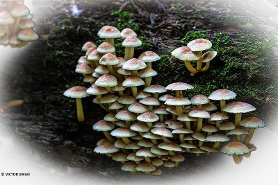 Gewone zwavelkop - Hypholoma fasciculare.JPG