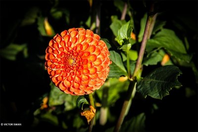 Dahlia-Good Vibration.JPG