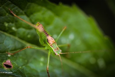 Struiksprinkhaan - Leptophyes punctatissima.JPG