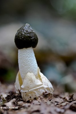 Grote stinkzwam - Phallus impudicus.JPG