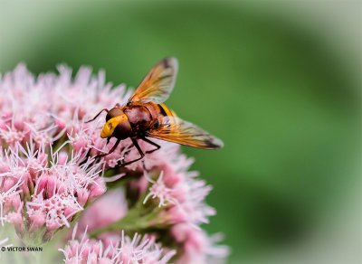 Stadsreus - Volucella zonaria.JPG