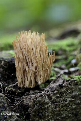 Rechte koraalzwam - Ramaria stricta.JPG