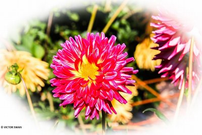 Dahlia-Boja's Pretoogje.JPG