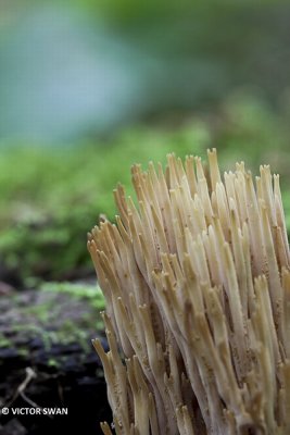 Rechte koraalzwam - Ramaria stricta.JPG