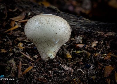 Peervormige stuifzwam - Lycoperdon pyriforme.JPG