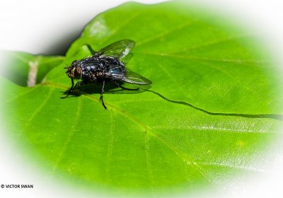 Roodbaardbromvlieg - Calliphora vomitoria.JPG