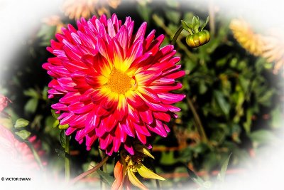 Dahlia-Boja's Pretoogje.JPG
